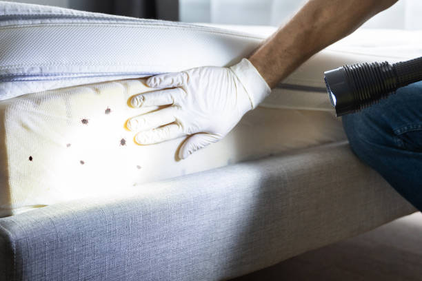 Best Best Pest Control Companies  in Lincoln, CA