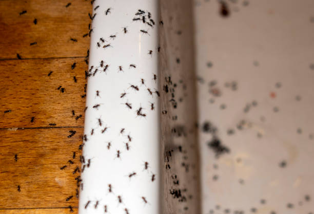 Pest Prevention Services in Lincoln, CA