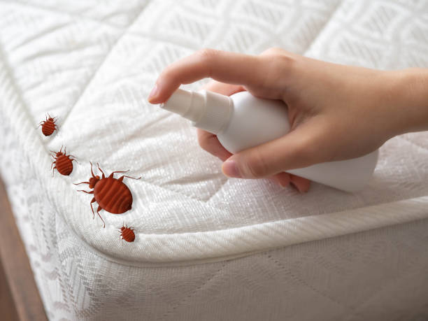 Best Flea Control Services  in Lincoln, CA