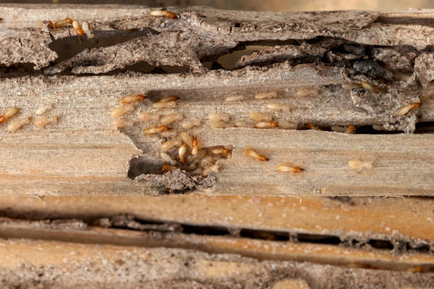Best Termite Control Services  in Lincoln, CA